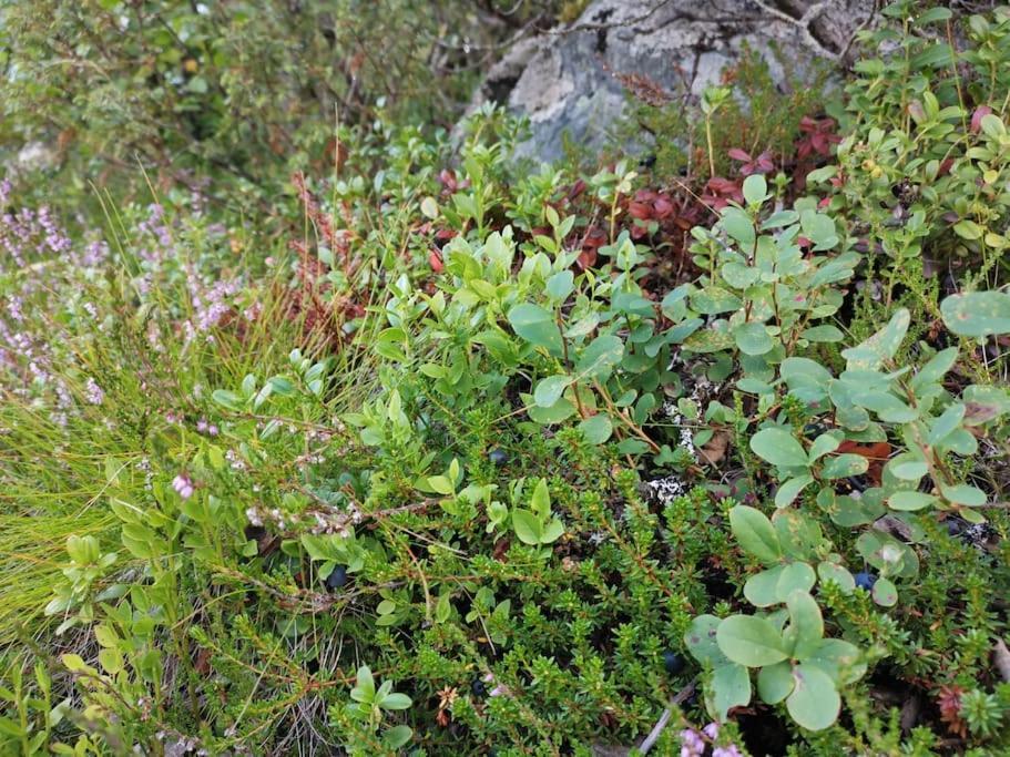 Na Er Vinteren Kommet Til Hallingdal Al Luaran gambar