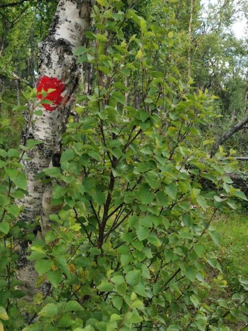 Na Er Vinteren Kommet Til Hallingdal Al Luaran gambar